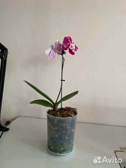 Орхидея фаленопсис