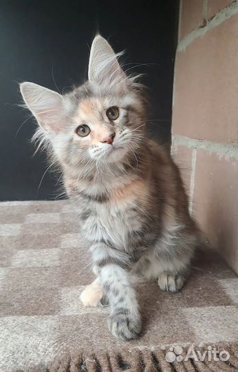 Мейн-кун Котята