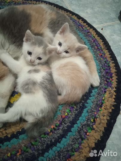 Котята в добрые руки бесплатно
