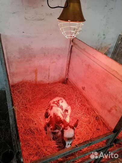 Телята бычки и телочки