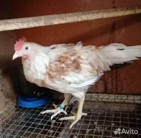 Молодые петухи