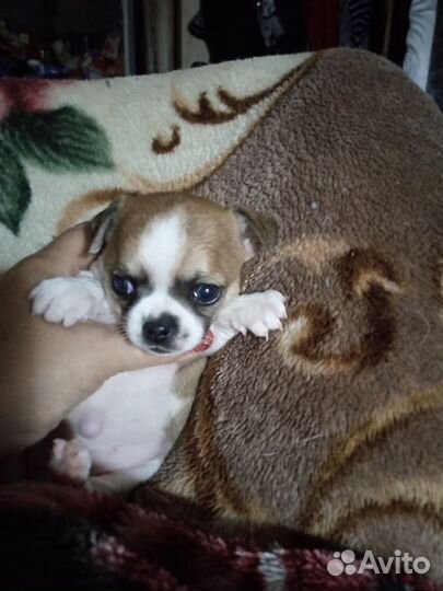 Щенки чихуахуа