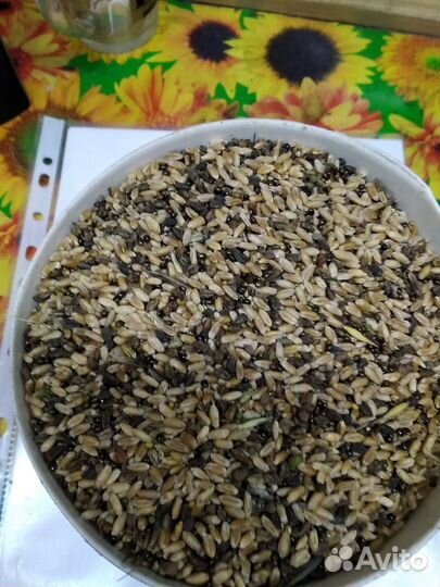 Отходы пшеницы