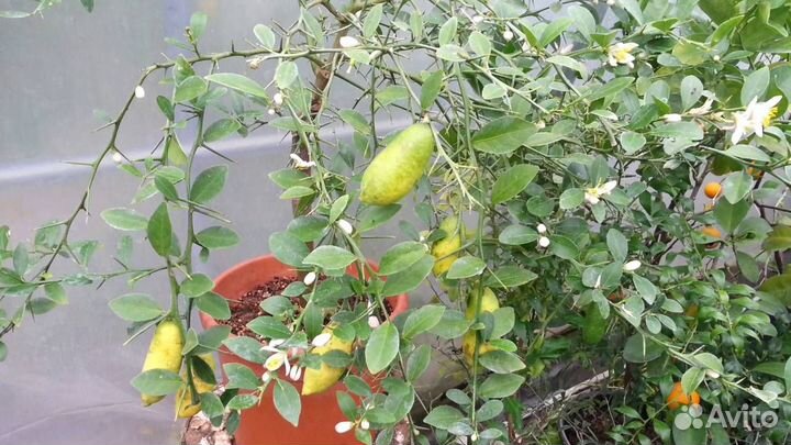 Микроцитрусы или пальчиковые лаймы