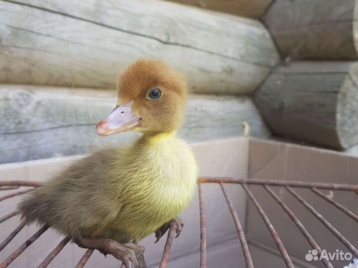 Утята крупных пород