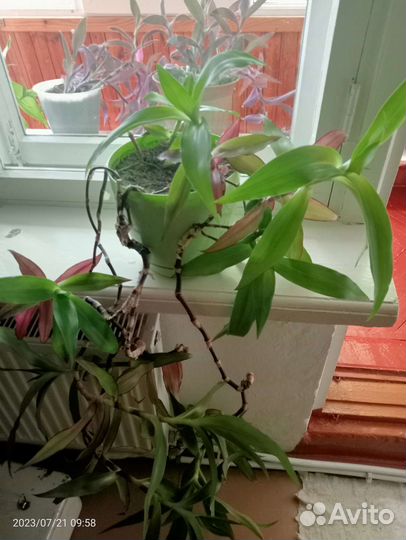 Цветок Золотой ус - домашний женьшень