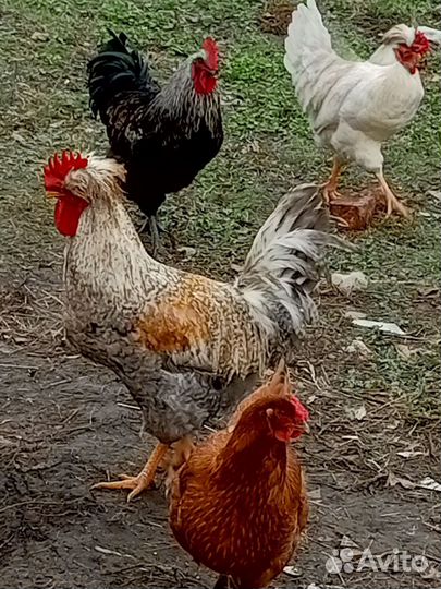 Молодые петухи