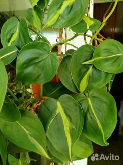 Филодендрон Бразил
