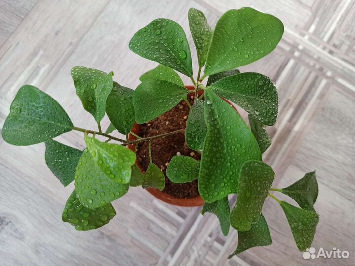 Фикус Триангулярис