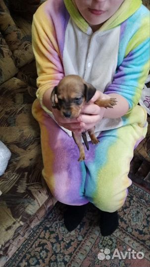 Щенки таксы