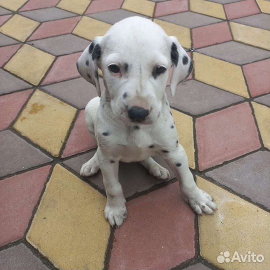 Щенки далматина