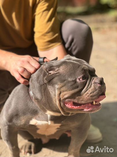 Американский булли покет девочка