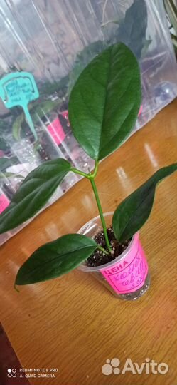 Редкие хойи