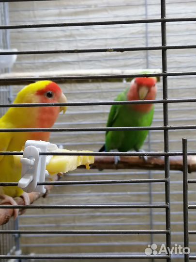 Птенцы волнистый попугай