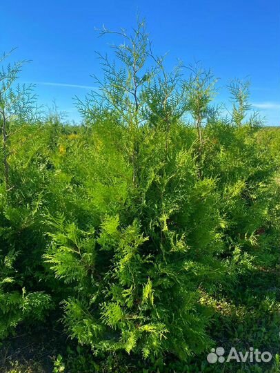 Туя Брабант ком