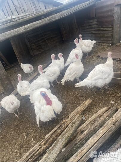 Яйцо индюков и куриные