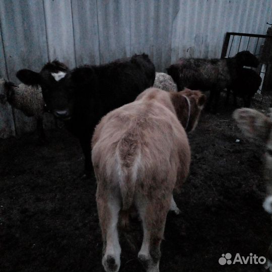 Продаются бычки и телка