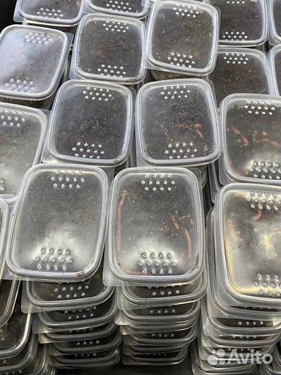 Червь дендробена