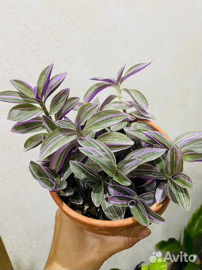 Традесканция