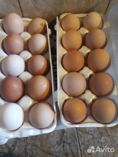 Домашние, пищевые яйца от породистых кур