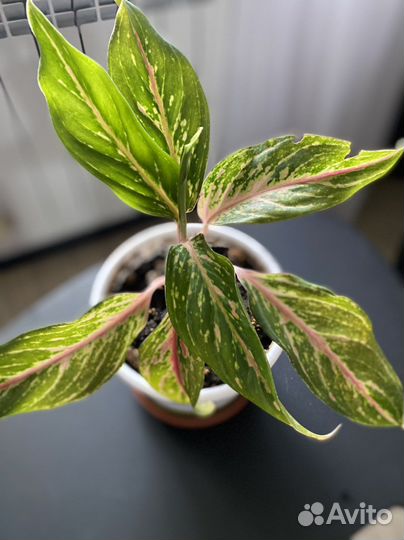 Аглаонема батерфляй