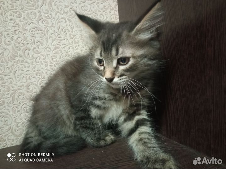 Отдам в дар котят