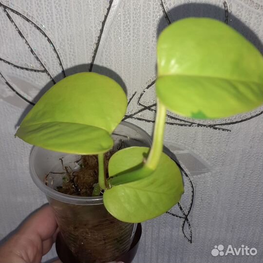 Сциндапсусы