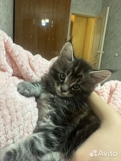 Котята мейн-кун