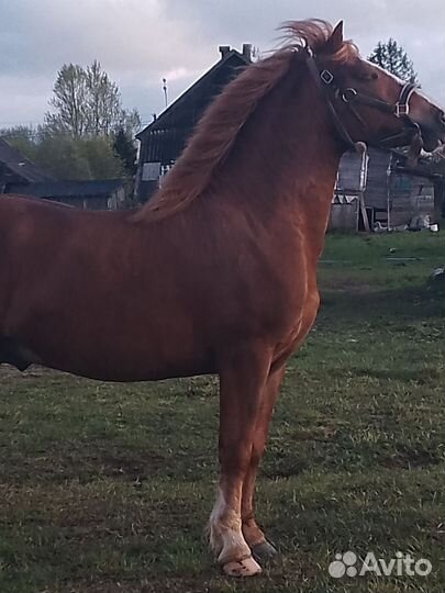 Жеребец Советский тяжеловоз