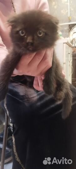 Кошечки вислоухие