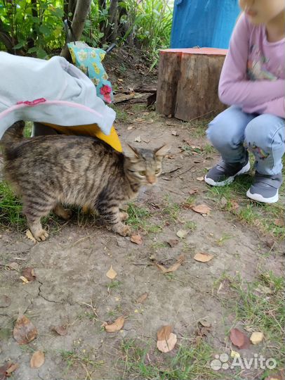 Кошка в дар