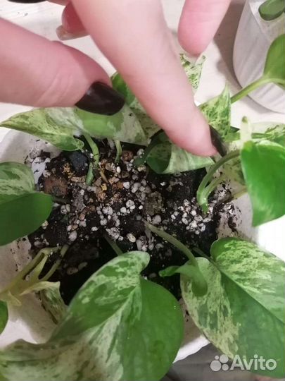 Эбипремнум хеппи лиф и марбл квин