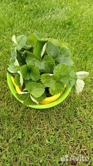 Рассада клубники. Сорт Купчиха