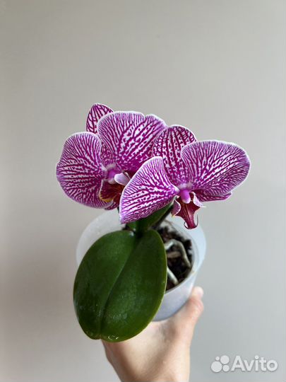 Орхидея Circus цветет