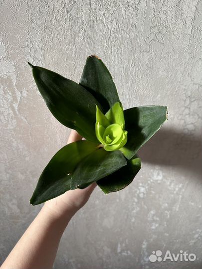 Сансевиерия блек драгон