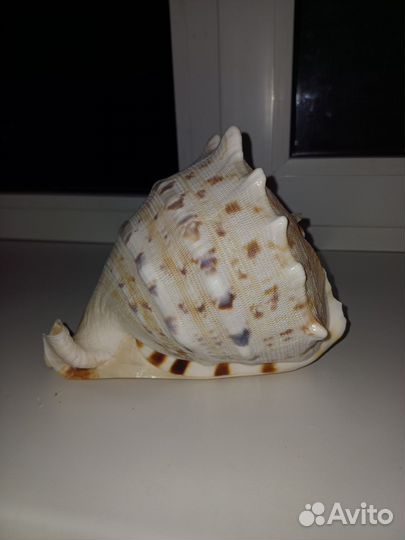 Ракушка