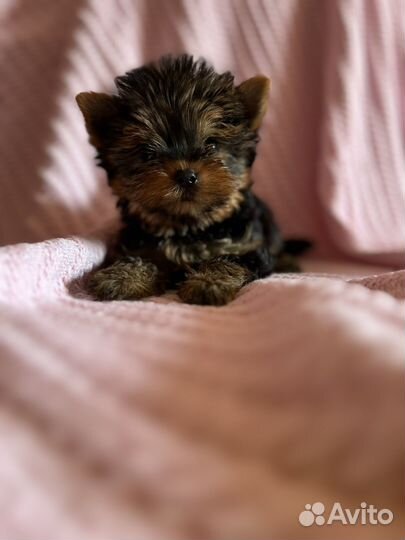 Йоркширский терьер мини