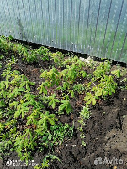 Саженцы дерева каштан