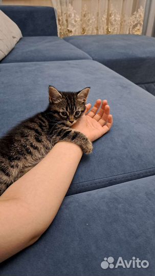 Кошка в дар