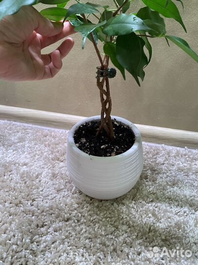 Фикус бенджамина