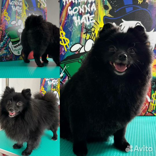 Модель на груминг стрижка кошек и собак