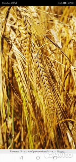 Ячмень