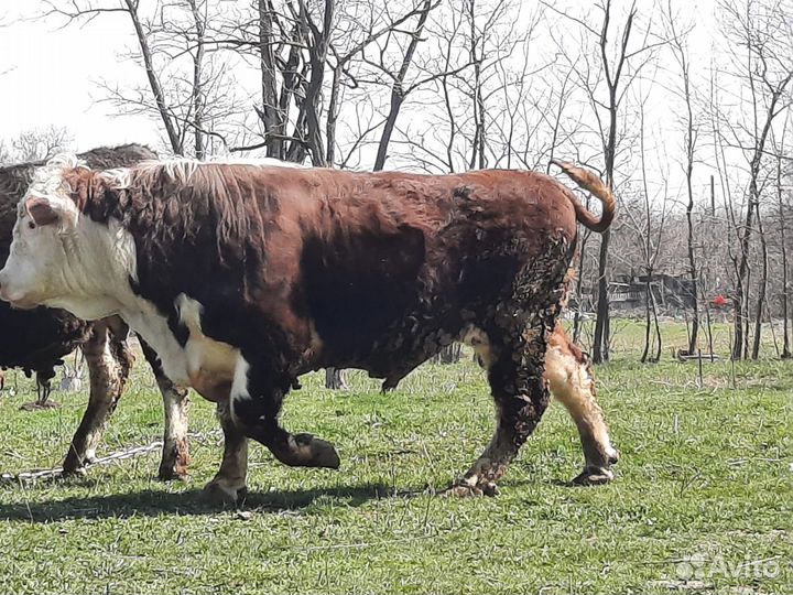 Быки на племя