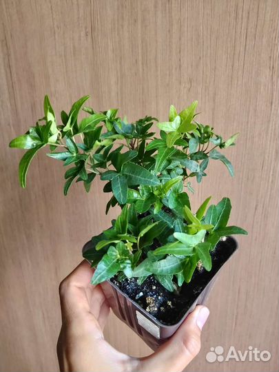 Комнатные растения