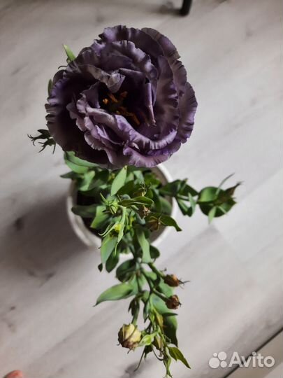 Эустома в горшке