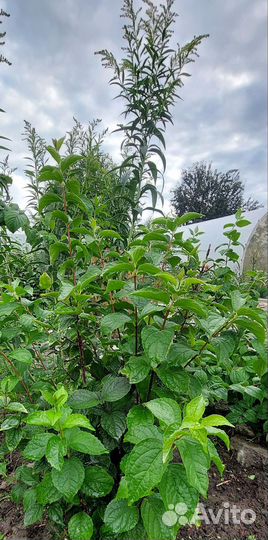 Жасмин садовый или Чубушник