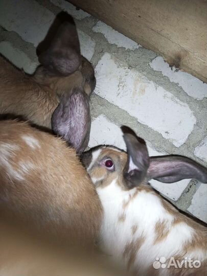 Кролики на мясо