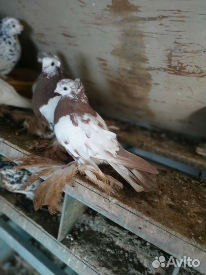 Продажа голубей