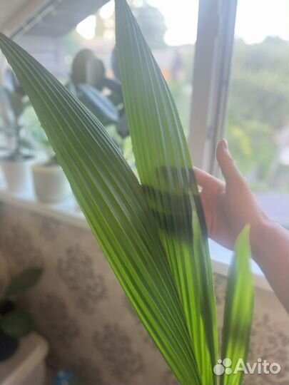 Кокосовая пальма