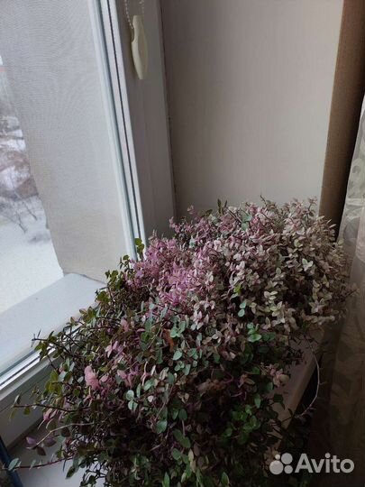 Каллизии Традесканции сортовые